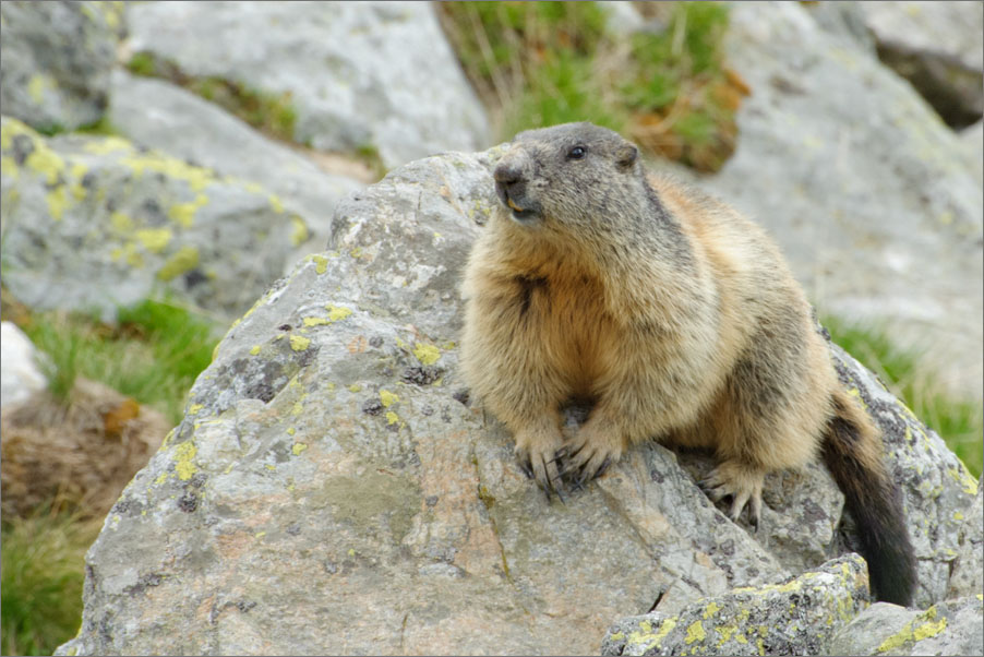 Marmotta