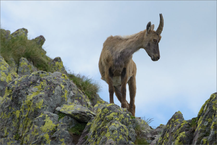 Capra ibex