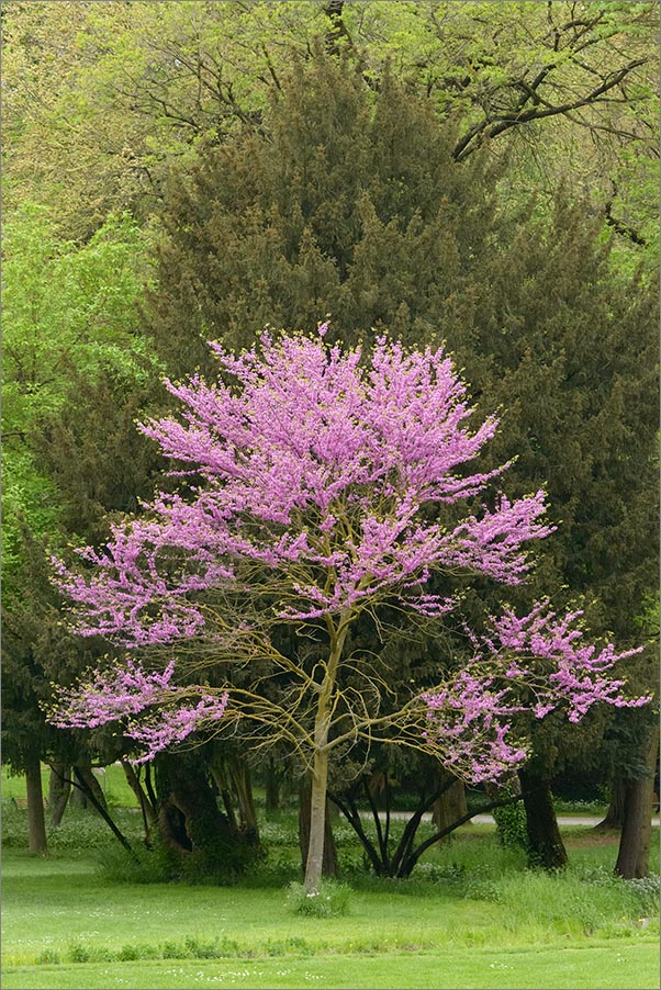 Parco Villa Reale di Monza